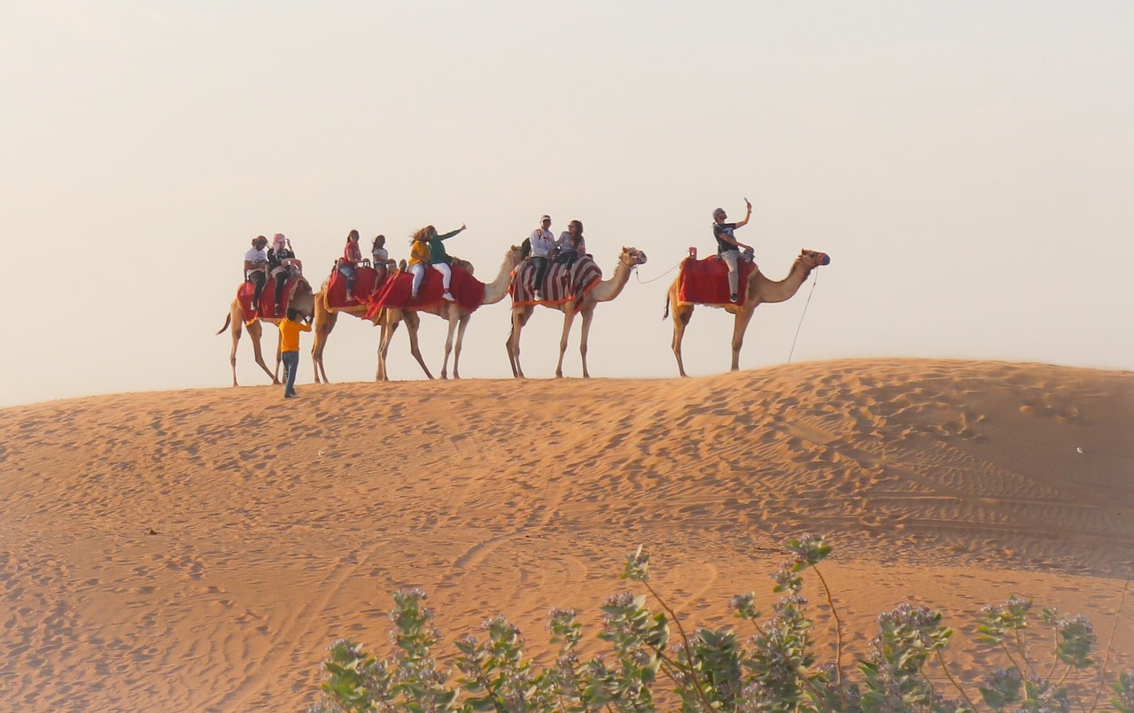 camel in rajsthan
